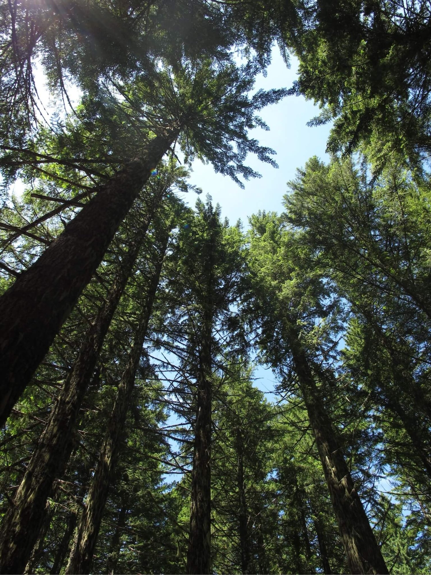 Wald